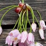 Allium roseum Flower