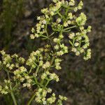 Galium angustifolium Fiore