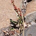 Rumex paucifolius Flor