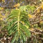 Albizia harveyi Fulla