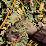 Prosopis velutina Hoja