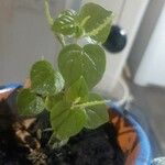 Peperomia pellucida Ліст