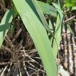 Arundo donax Leaf