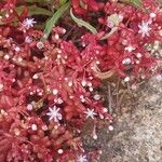 Sedum caeruleum Blüte