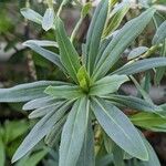 Echium thyrsiflorum ഇല