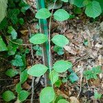 Lonicera periclymenum Leaf