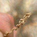 Airopsis tenella Fruit