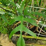 Philodendron pedatum Лист