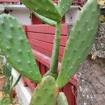 Opuntia tomentosa Blatt