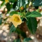 Sida rhombifolia Blüte