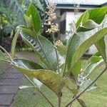 Arachnothryx buddleioides Άλλα