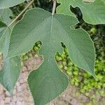 Broussonetia papyrifera Leaf