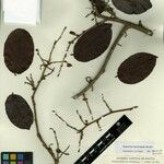 Ruprechtia brachysepala Diğer