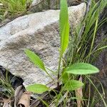 Symphyotrichum subulatumLeaf