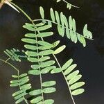 Prosopis juliflora Leaf