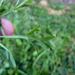 Lepidium squamatum Folla