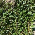 Ludwigia adscendens Blatt