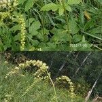 Actaea racemosaFlower