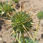 Calycera herbacea Fruit