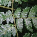 Triplophyllum fraternum Листок
