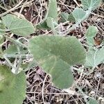 Cucumis prophetarum Leaf