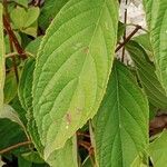 Hydrangea paniculata Leaf