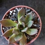 Echeveria affinis Ліст