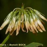 Trifolium michelianum Fruit