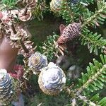 Abies koreana Fruit