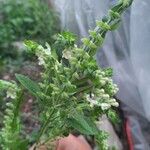 Scutellaria albida 花