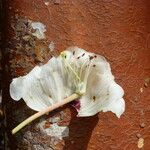 Rhododendron sinogrande Bark