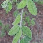 Cytisus villosus List