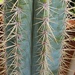 Pilosocereus pachycladus ഇല