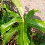 Costus spiralis Blatt