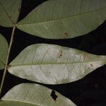 Inga gracilifolia Folla