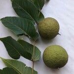 Juglans nigraBlatt