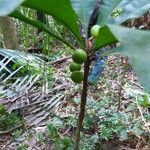 Clavija costaricana Fruit