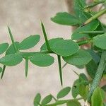 Citrus australasica Leaf