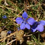 Delphinium staphisagria Blüte