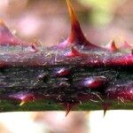 Rubus infestus Bark