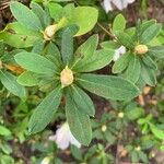 Rhododendron mucronatum Листок