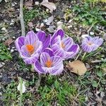 Crocus flavus Blomma