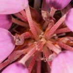 Rhododendron pudorosum Flor