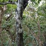 Diospyros tessellaria Corteza