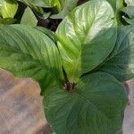Anthurium jenmanii Leaf