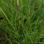 Blysmus compressus Fula