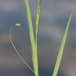 Lathyrus nissolia Blatt