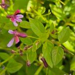 Cuphea racemosa Leaf