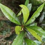 Myrica rubra Leaf
