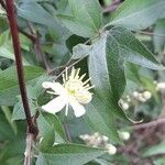 Clematis campestris Іншае